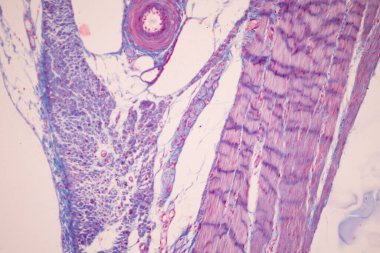 Tissue of Small intestine (Duodenum), Large intestine Human and Stomach Human under the microscope in Lab.