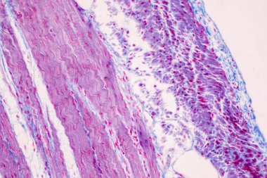 Tissue of Small intestine (Duodenum), Large intestine Human and Stomach Human under the microscope in Lab.