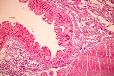 Tissue of Small intestine (Duodenum), Large intestine Human and Stomach Human under the microscope in Lab.