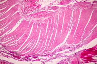 Tissue of Small intestine (Duodenum), Large intestine Human and Stomach Human under the microscope in Lab.