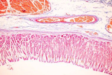 Tissue of Small intestine (Duodenum), Large intestine Human and Stomach Human under the microscope in Lab.