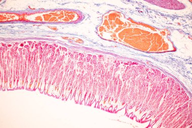 Tissue of Small intestine (Duodenum), Large intestine Human and Stomach Human under the microscope in Lab.