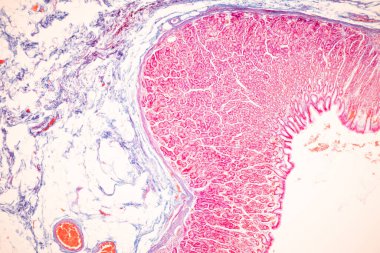 Tissue of Small intestine (Duodenum), Large intestine Human and Stomach Human under the microscope in Lab.
