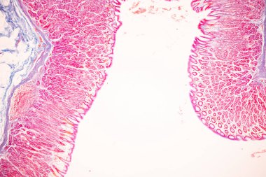 Tissue of Small intestine (Duodenum), Large intestine Human and Stomach Human under the microscope in Lab.
