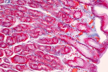 Tissue of Small intestine (Duodenum), Large intestine Human and Stomach Human under the microscope in Lab.