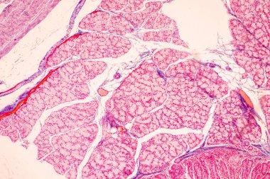 Tissue of Small intestine (Duodenum), Large intestine Human and Stomach Human under the microscope in Lab.