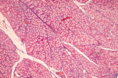Tissue of Small intestine (Duodenum), Large intestine Human and Stomach Human under the microscope in Lab.
