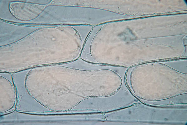 Study of protozoa and plant cells under the microscope for education.