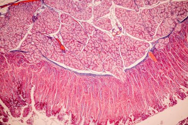 Tissue of Small intestine (Duodenum), Large intestine Human and Stomach Human under the microscope in Lab.