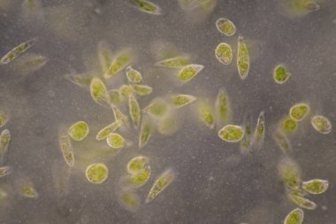 Reproductive cells of Flowering Plants under microscopic.