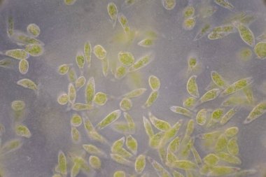 Reproductive cells of Flowering Plants under microscopic.