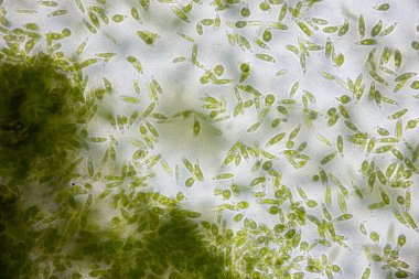 Reproductive cells of Flowering Plants under microscopic.