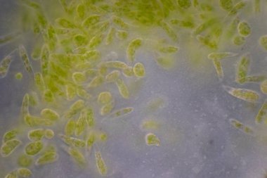 Reproductive cells of Flowering Plants under microscopic.