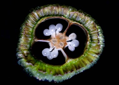 Reproductive cells of Flowering Plants under microscopic.