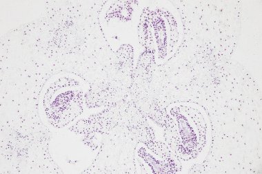 Reproductive cells of Flowering Plants under microscopic.