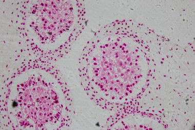 Reproductive cells of Flowering Plants under microscopic.