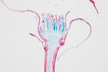 Reproductive cells of Flowering Plants under microscopic.