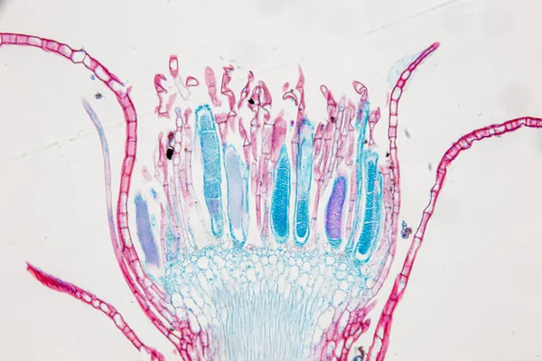 Reproductive cells of Flowering Plants under microscopic.