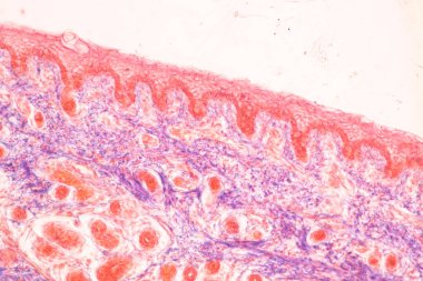 Anatomi ve Tarih Kemiği, Elastik kıkırdak insan ve insan fetüsünün birleşimi eğitim mikroskobu altında.