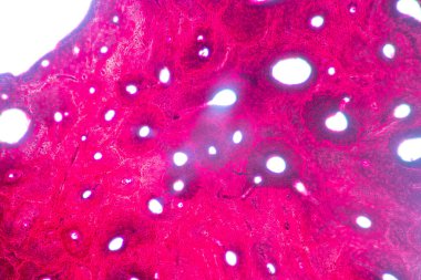 Anatomi ve Tarih Kemiği, Elastik kıkırdak insan ve insan fetüsünün birleşimi eğitim mikroskobu altında.