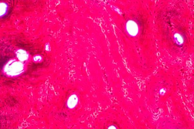 Anatomi ve Tarih Kemiği, Elastik kıkırdak insan ve insan fetüsünün birleşimi eğitim mikroskobu altında.