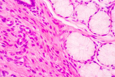 Anatomi ve Tarih Kemiği, Elastik kıkırdak insan ve insan fetüsünün birleşimi eğitim mikroskobu altında.