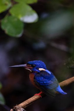 Tayland 'ın doğasındaki balıkçıların güzelliği.