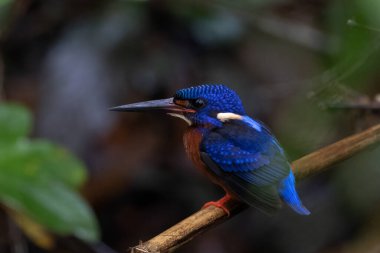 Tayland 'ın doğasındaki balıkçıların güzelliği.