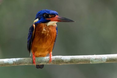 Tayland 'ın doğasındaki balıkçıların güzelliği.