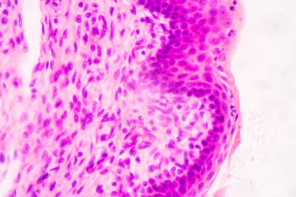 Anatomie Histologique Cartilage Élastique Humain Articulation Fœtus Humain Sous Microscope — Photo