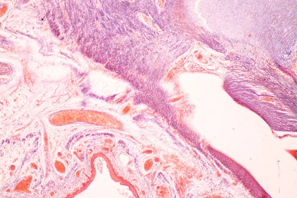 教育显微镜下人体解剖学和组织学骨 弹性软骨及胎儿关节的研究 — 图库照片