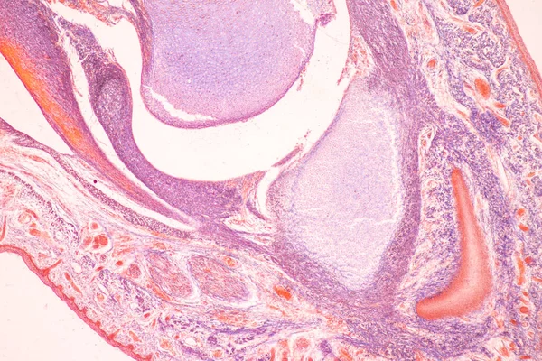 Anatomia Osso Histológico Cartilagem Elástica Humana Articulação Feto Humano Sob — Fotografia de Stock