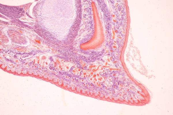 Anatomy Histological Bone Elastic Cartilage Human Joint Human Foetus Microscope — Stock Photo, Image