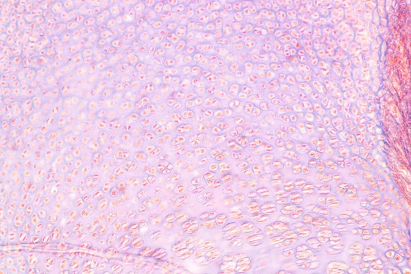 解剖学と組織学的骨 弾性軟骨人間と教育のための顕微鏡下で人間の胎児の関節 — ストック写真