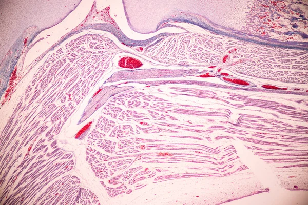 Anatomia Ossa Istologiche Cartilagine Elastica Umana Articolazione Del Feto Umano — Foto Stock