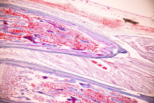 教育显微镜下人体解剖学和组织学骨 弹性软骨及胎儿关节的研究 — 图库照片