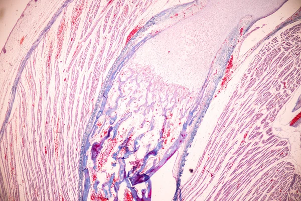 Anatomie Histologisch Bot Elastisch Kraakbeen Menselijk Gewricht Van Menselijke Foetus — Stockfoto