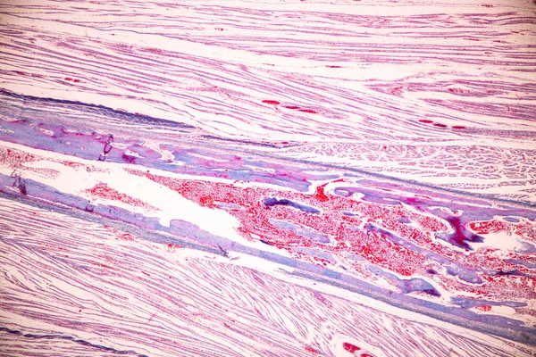 Anatomía Hueso Histológico Cartílago Elástico Humano Articulación Del Feto Humano —  Fotos de Stock