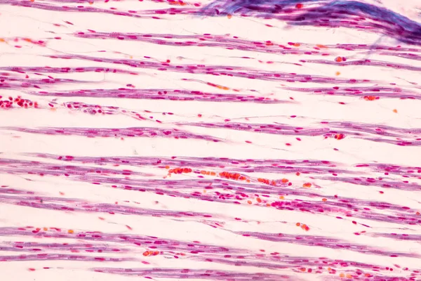 Anatomy Histological Bone Elastic Cartilage Human Joint Human Foetus Microscope — 스톡 사진