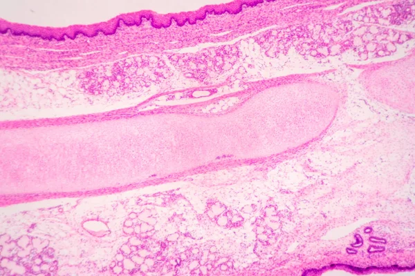 解剖学と組織学的骨 弾性軟骨人間と教育のための顕微鏡下で人間の胎児の関節 — ストック写真
