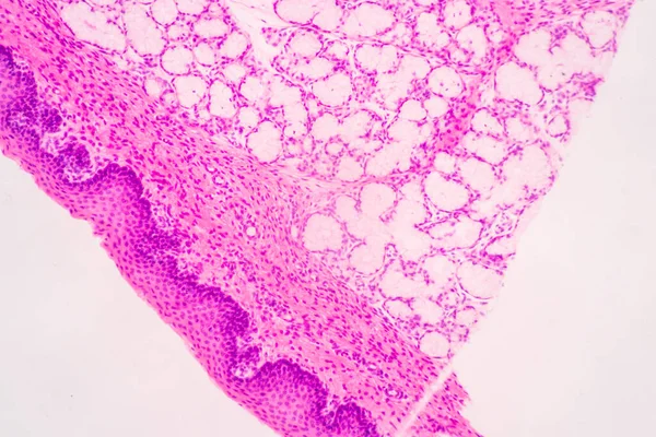 Anatomy Histological Bone Elastic Cartilage Human Joint Human Foetus Microscope — 스톡 사진