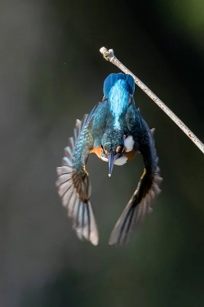 Beauty Kingfishers Nature Thailand — Stock Photo, Image