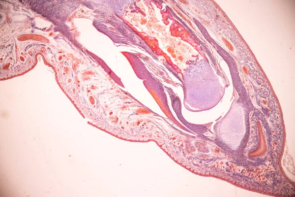 解剖学と組織学的骨 弾性軟骨人間と教育のための顕微鏡下で人間の胎児の関節 ストック写真