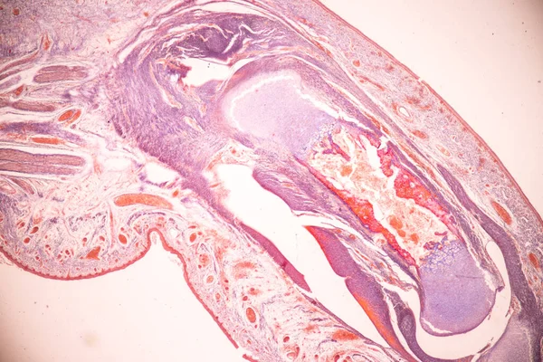 解剖学と組織学的骨 弾性軟骨人間と教育のための顕微鏡下で人間の胎児の関節 ストック画像