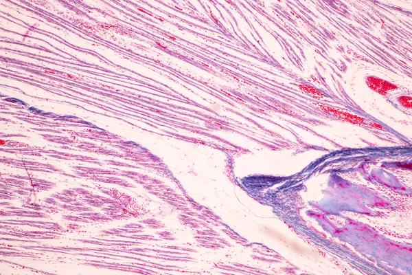 解剖学と組織学的骨 弾性軟骨人間と教育のための顕微鏡下で人間の胎児の関節 ロイヤリティフリーのストック写真
