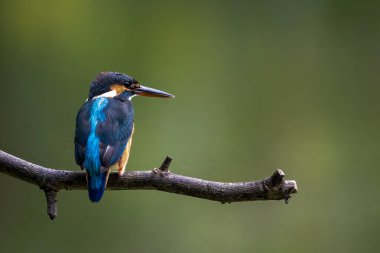 Tayland 'ın doğasındaki balıkçıların güzelliği.