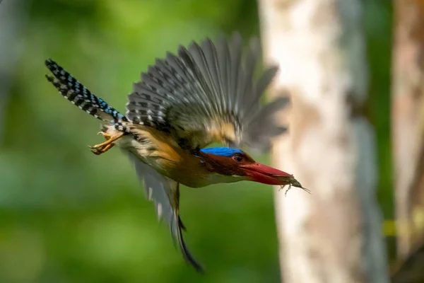 泰国自然中翠鸟的美丽 — 图库照片