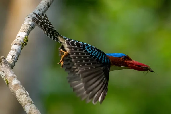 泰国自然中翠鸟的美丽 — 图库照片