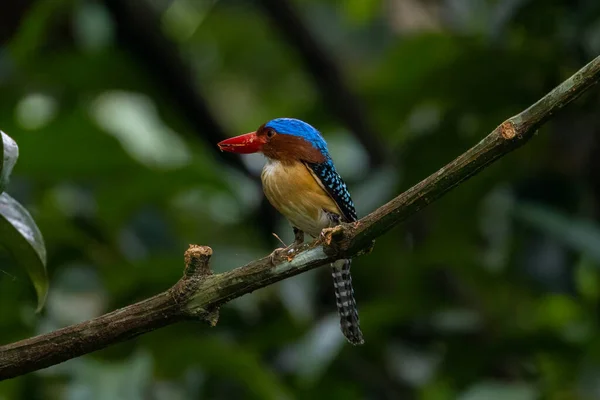 Ομορφιά Του Kingfishers Στη Φύση Στην Ταϊλάνδη — Φωτογραφία Αρχείου
