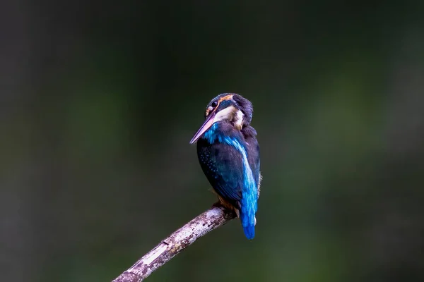 Beauty Kingfishers Nature Thailand — Stock Photo, Image